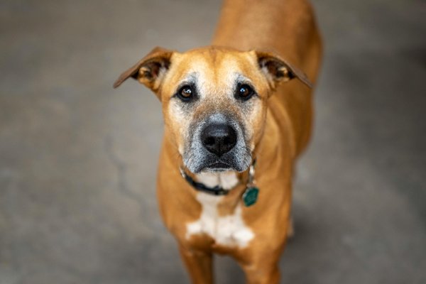 Les meilleures initiatives pour le bien-être animal en 2025