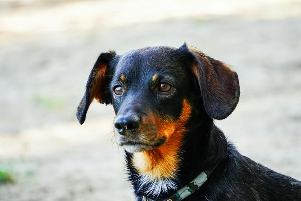 Animalfriendsgroupconnect