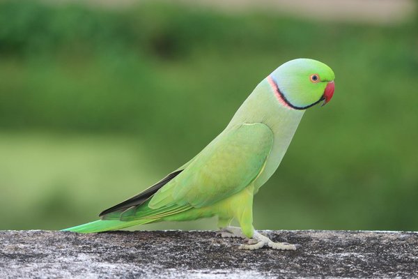 Les meilleures astuces pour détecter les punaises de lit à paris