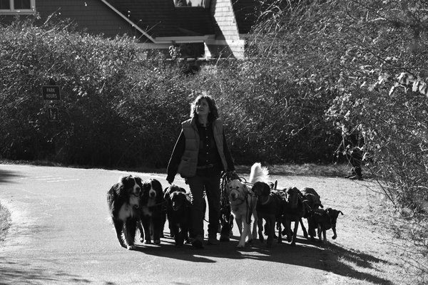 Les meilleures races de chats pour une maison avec des enfants