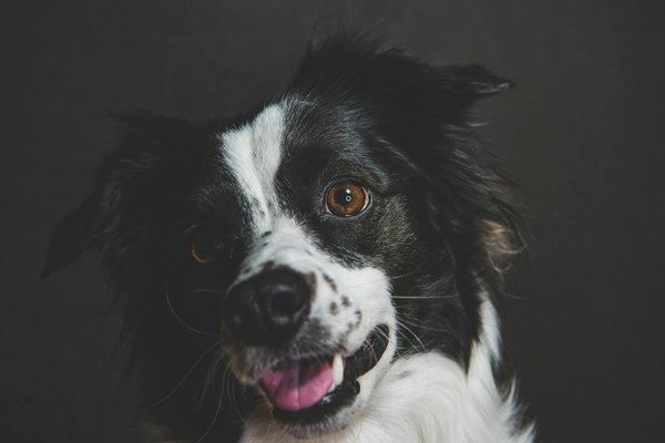 Adopter un chat : trouvez votre félin idéal en quelques étapes