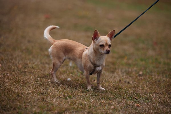 Animalfriendsgroupconnect